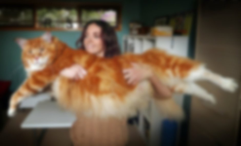 Кот Мейн кун Лотус