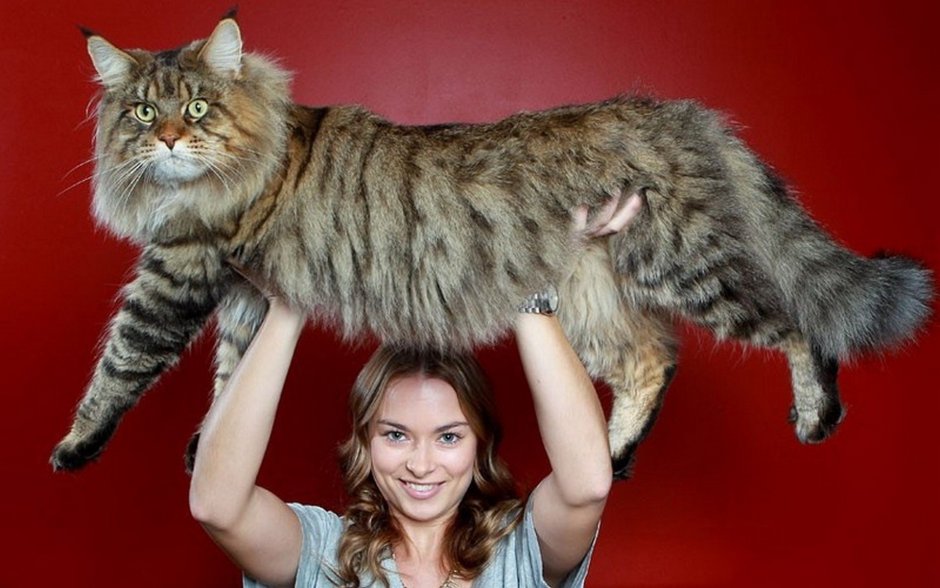 Кошачьи глаза Мейн куна