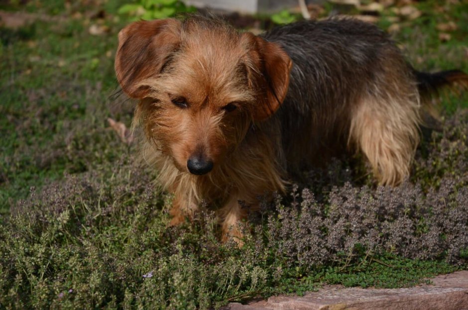 Micro Morkie Puppy собачка цена в Омске