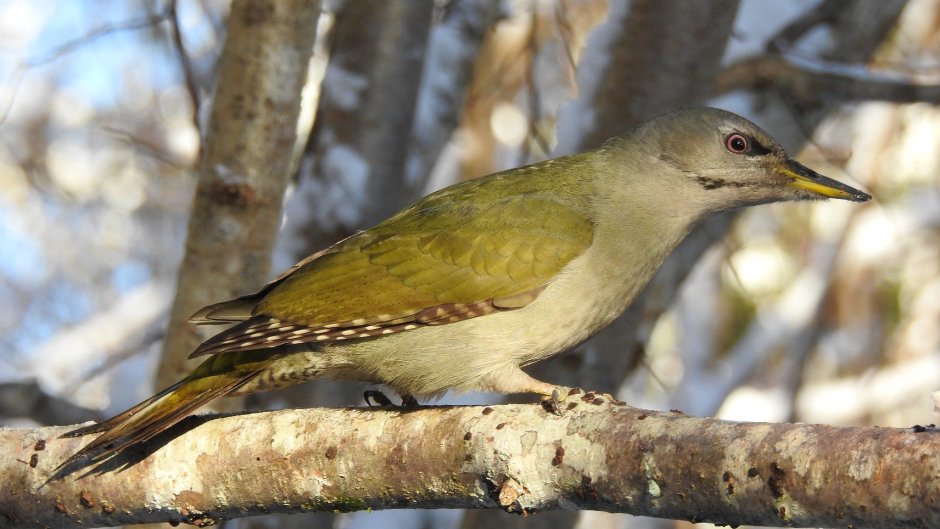 Седой дятел (Picus canus)
