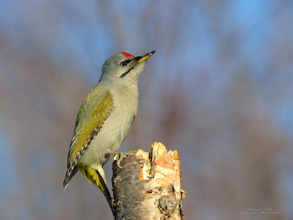Седой дятел (Picus canus)