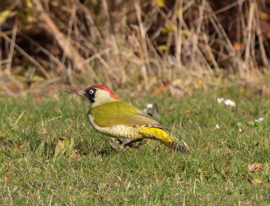 Водопады Woodpecker
