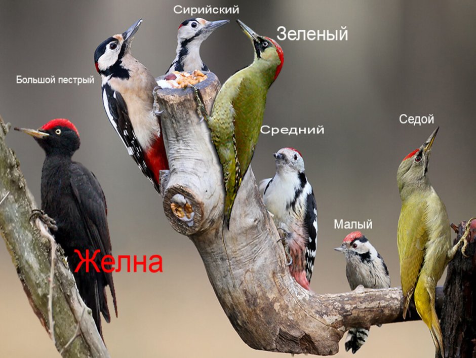 Зеленый дятел самка
