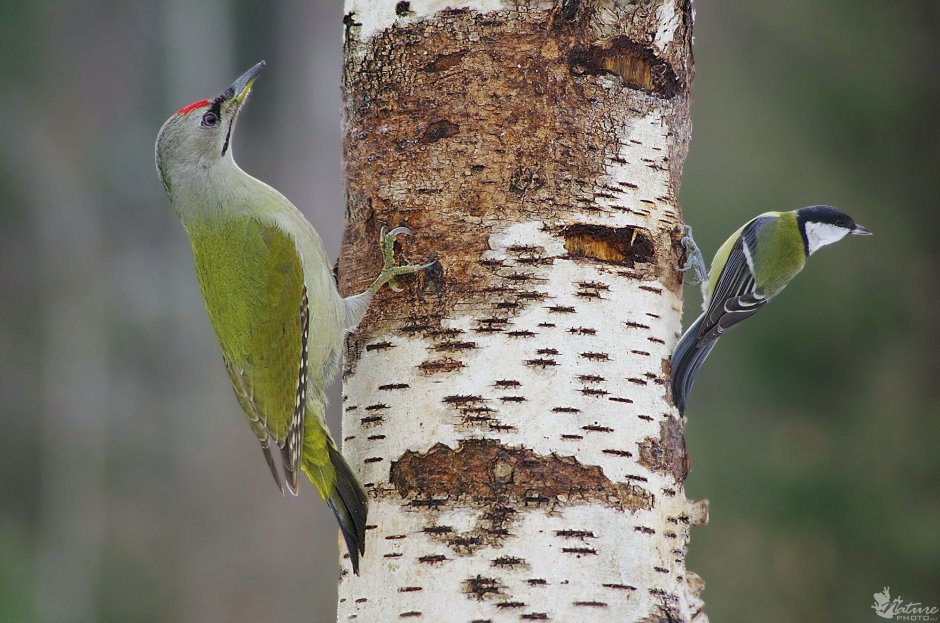 Woodpecker Birds