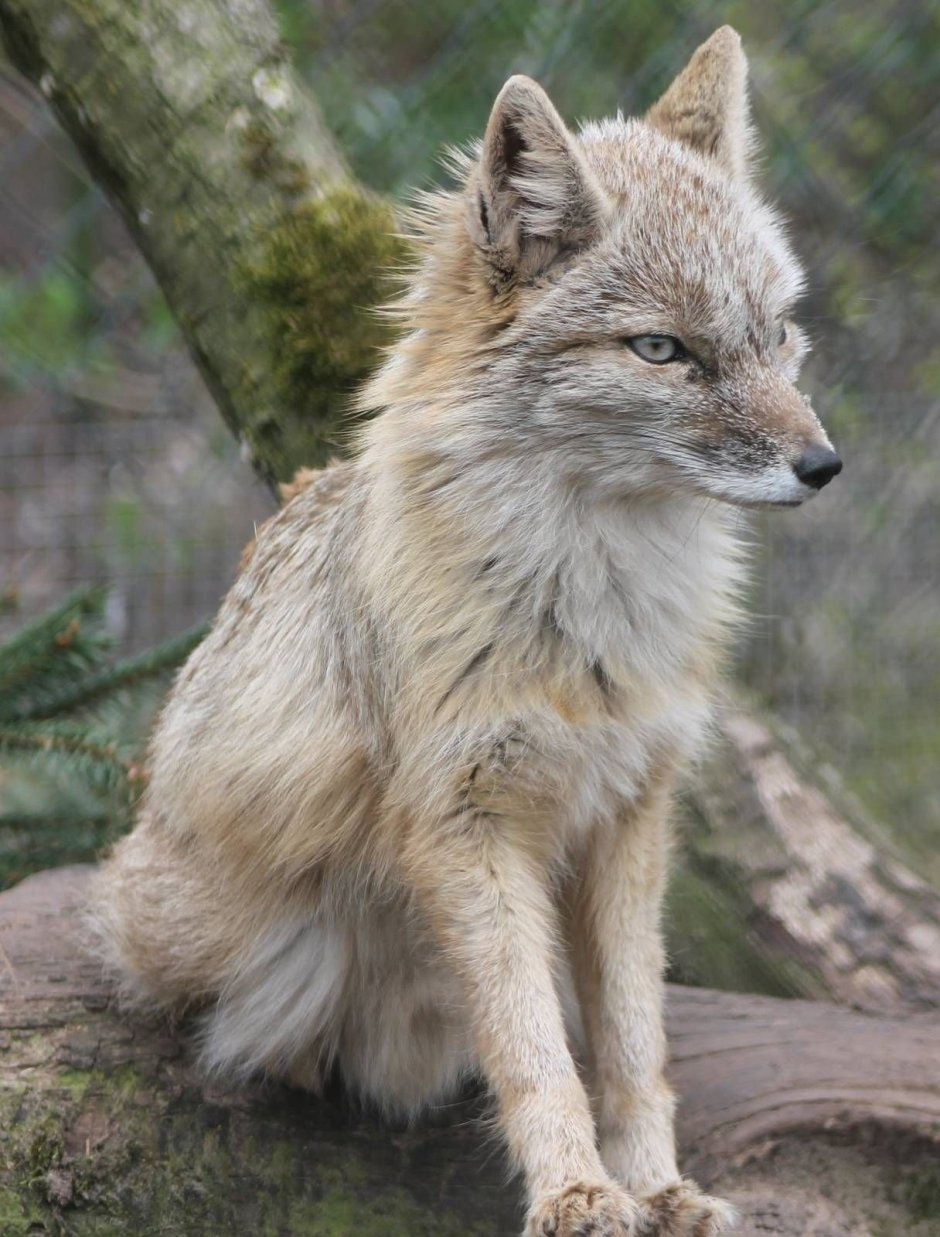 Корсак Фокс