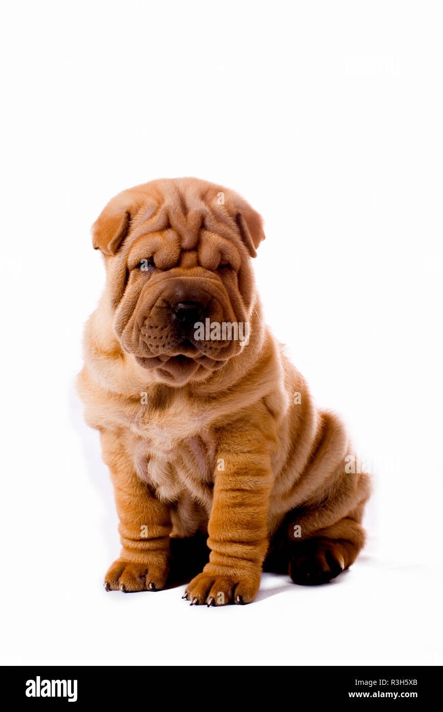 Шарпей малый арт 13-246-300