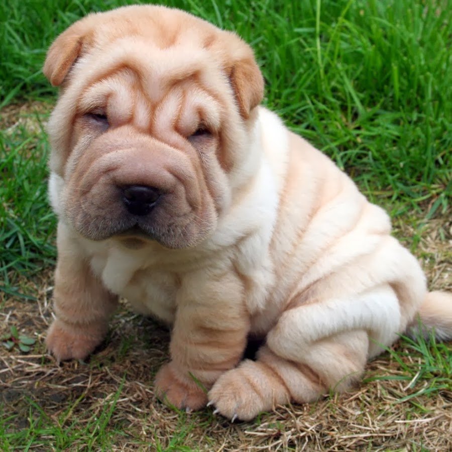 Собака шарпей