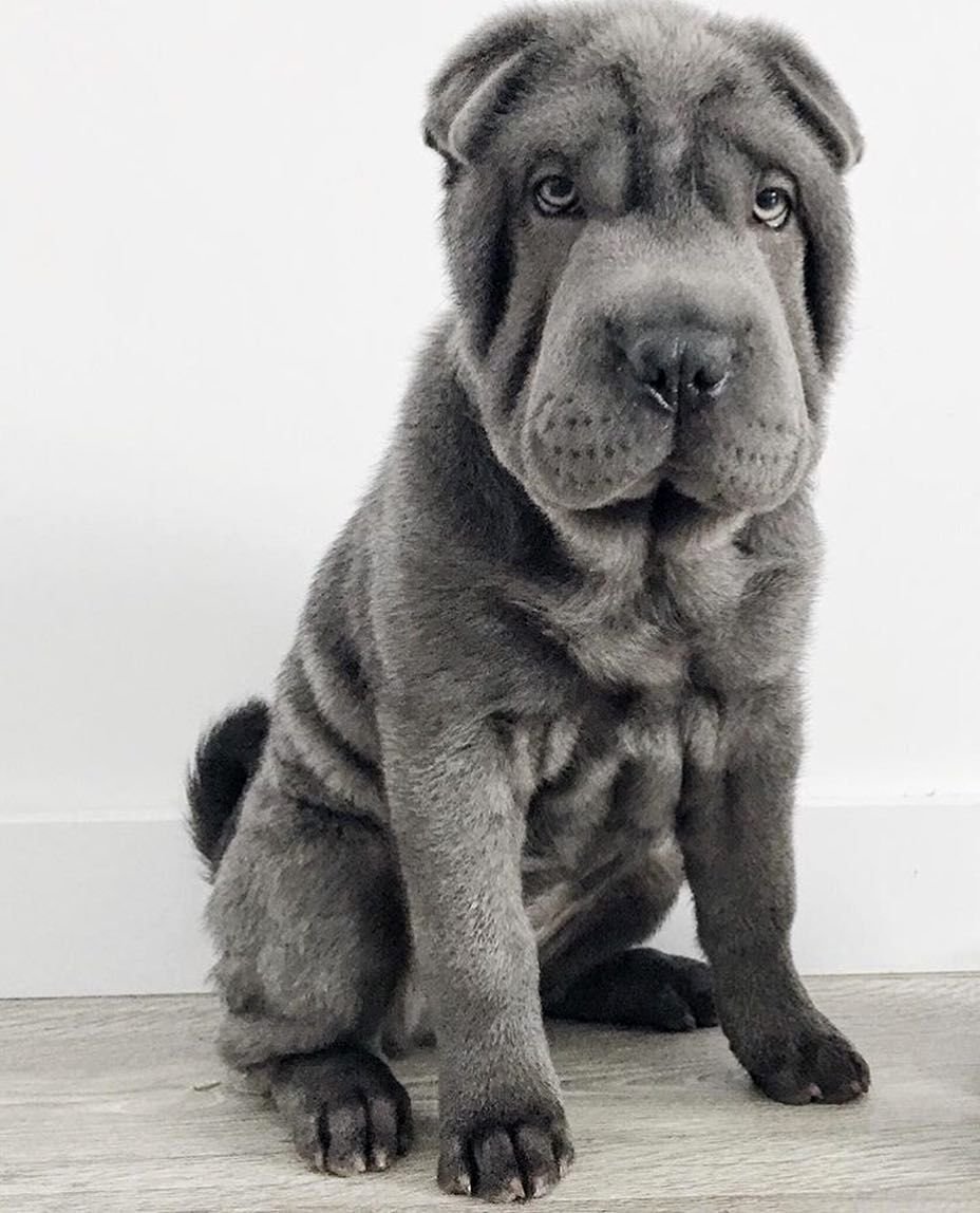 Собака шарпей