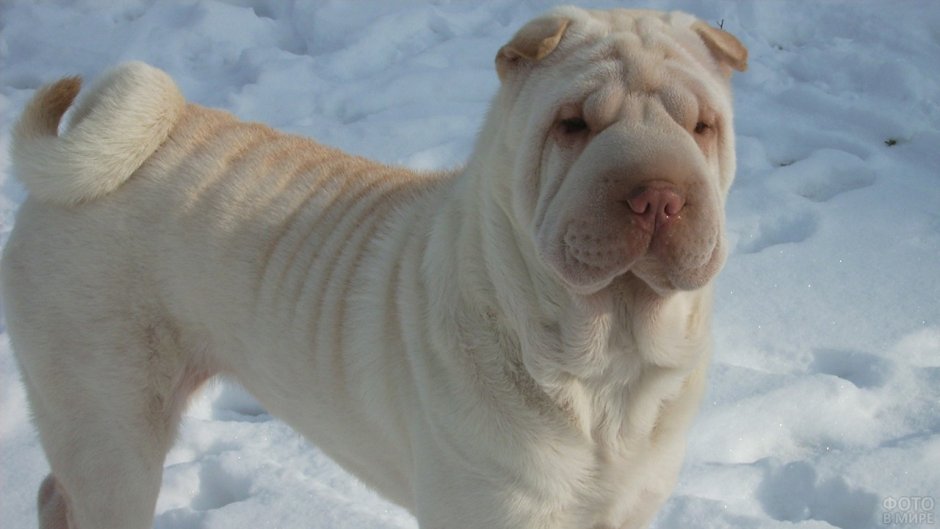 Шарпей белый