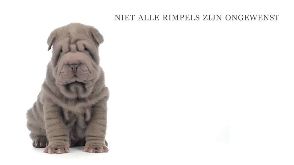 Шарпейчики кошечки и собаки