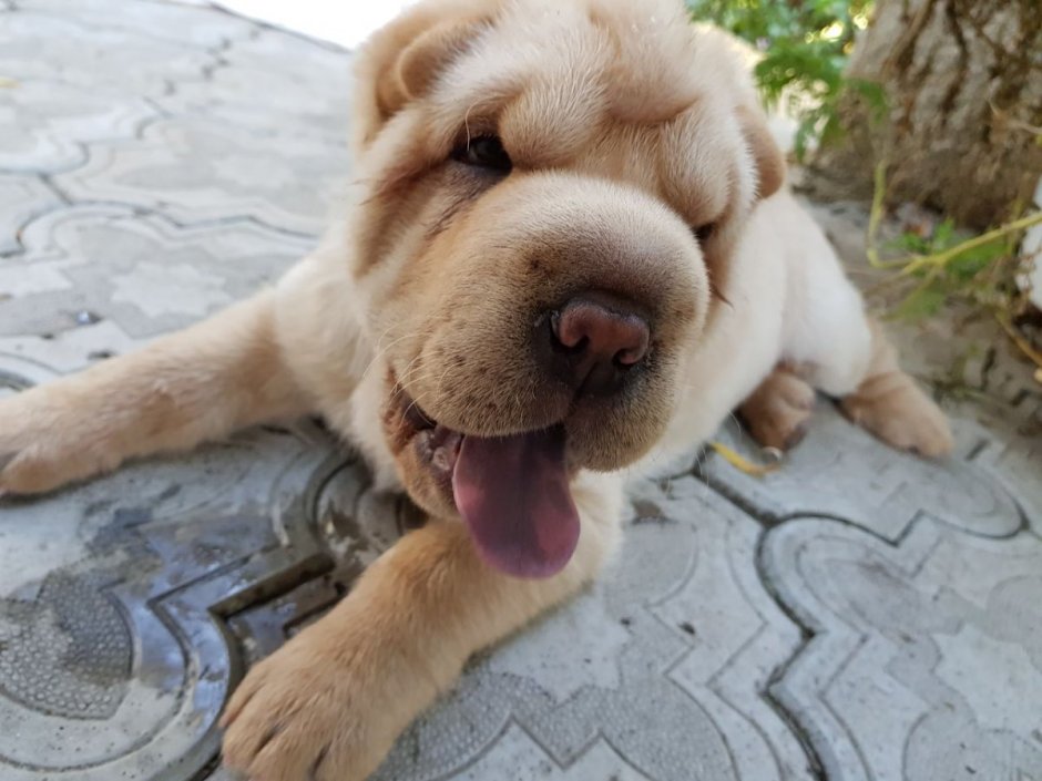 Милый щенок шарпей