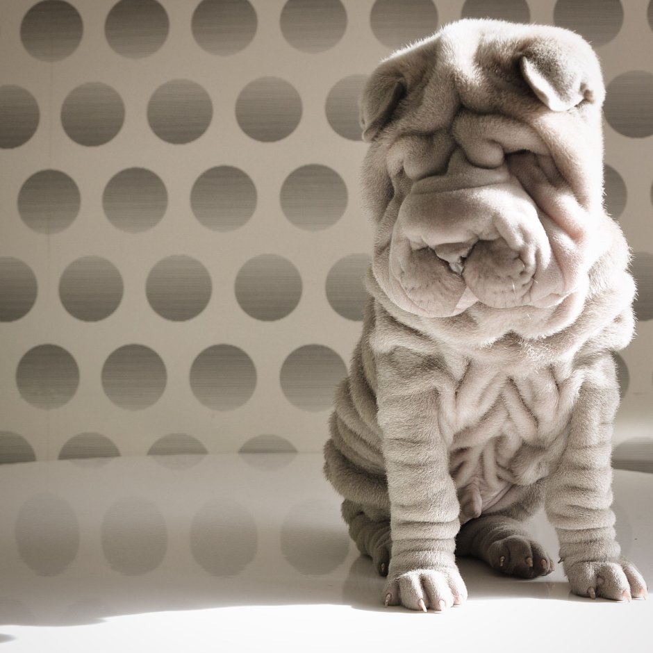 Шарпей маленький