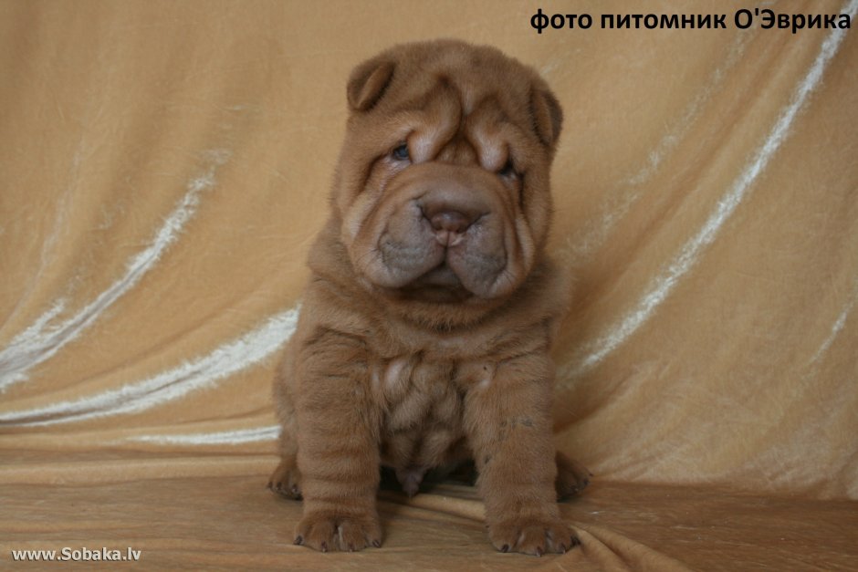 Галстук в стиле шарпей картинки