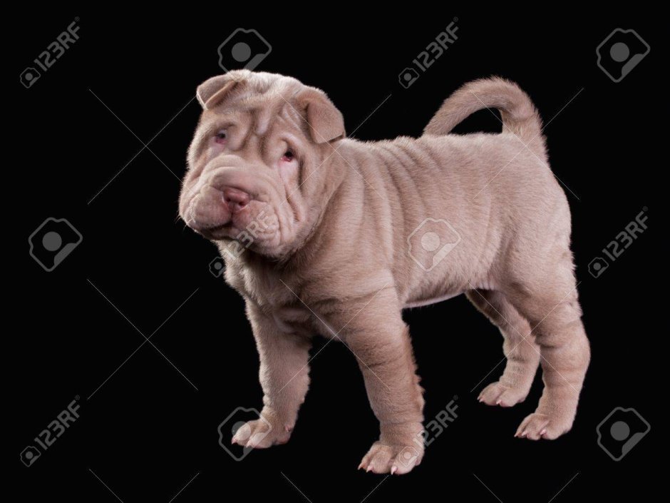 Шарпей голубой дельют