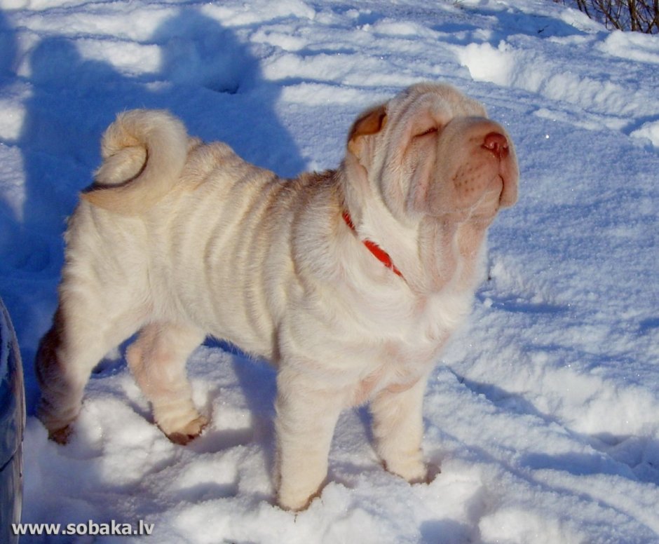 Шарпей Европейский