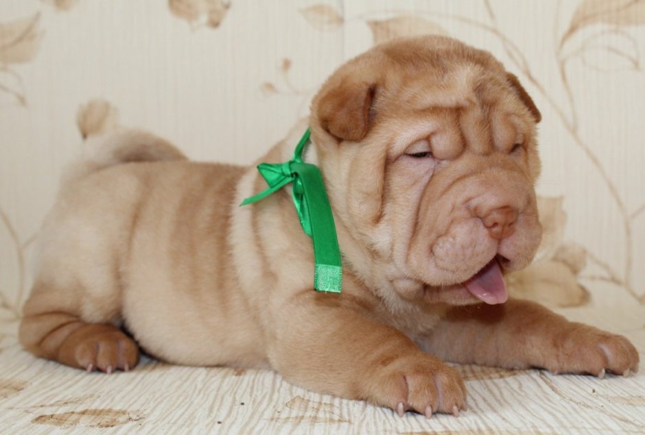 Шарпей белый щенок