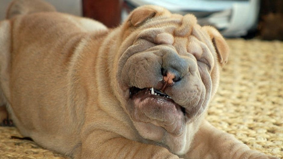 Шарпей вид сверху