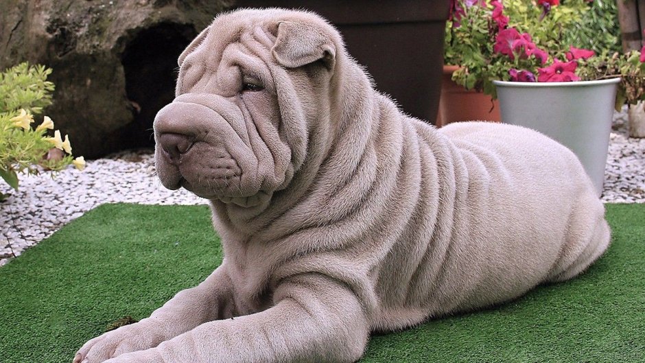 Карликовый шарпей