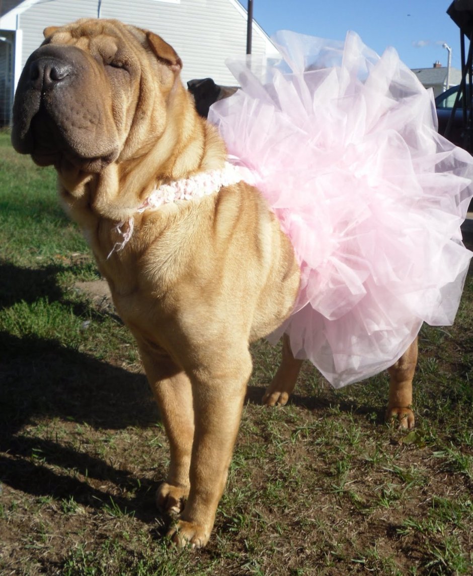 Шарпей собака маленький