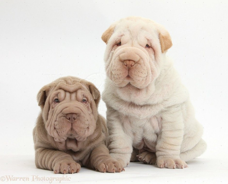 Shar Pei и shrpei
