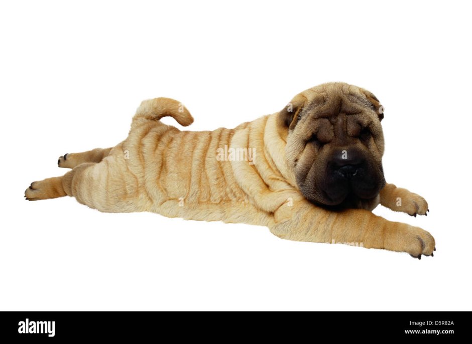 Шарпей рост