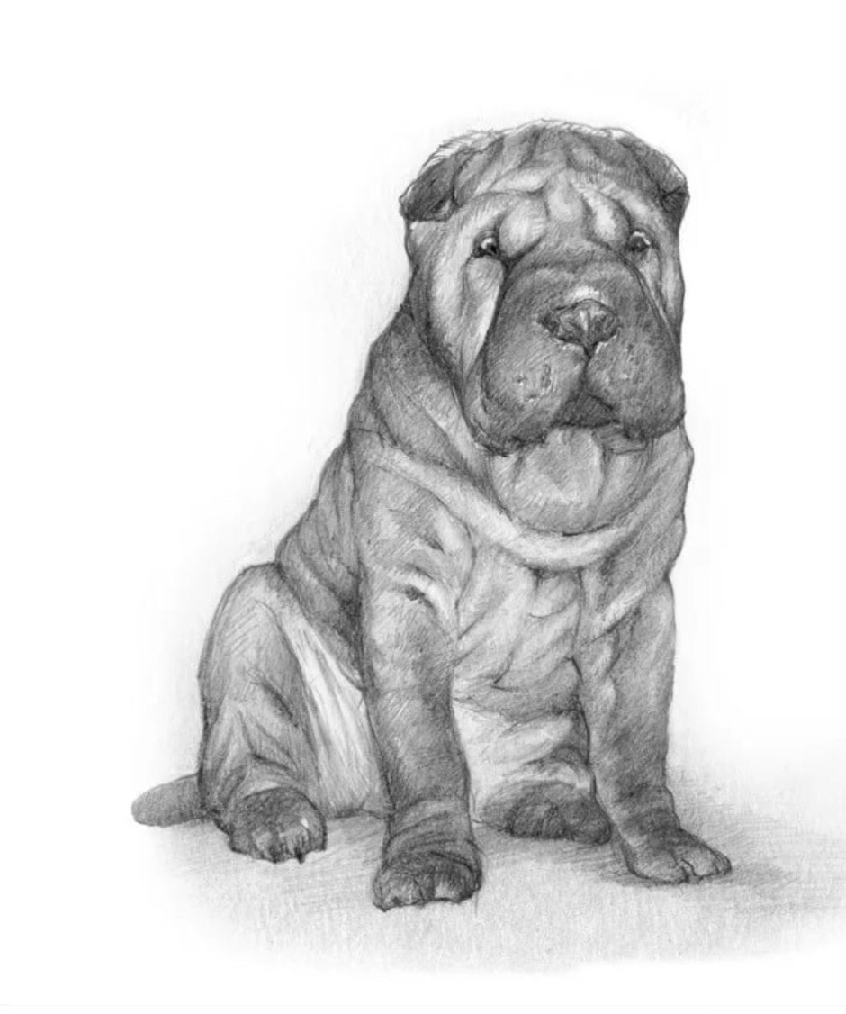 Шарпей кутенок