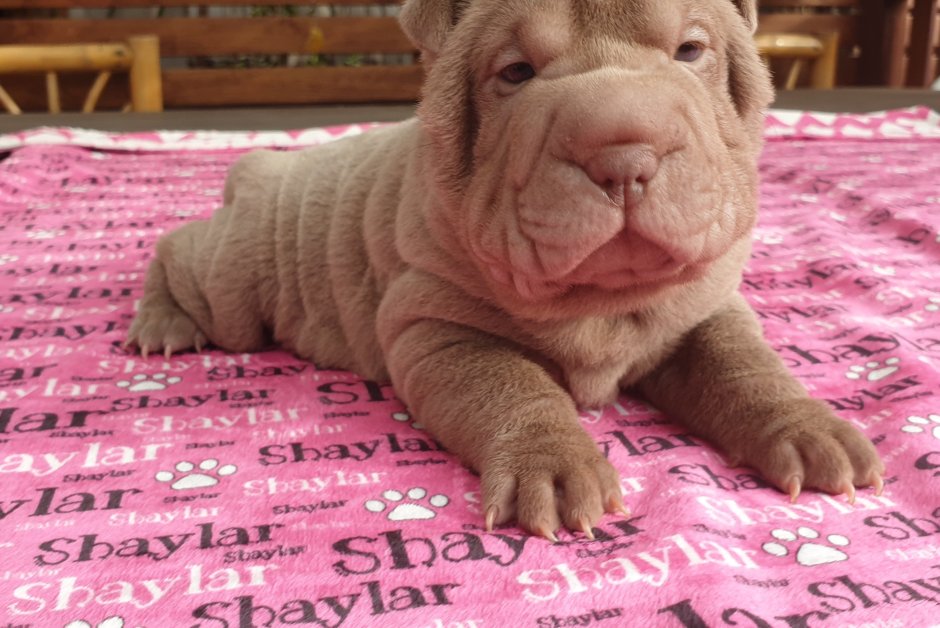 Шарпей улыбается