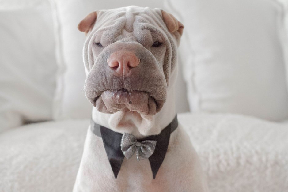 Китайский шарпей черный