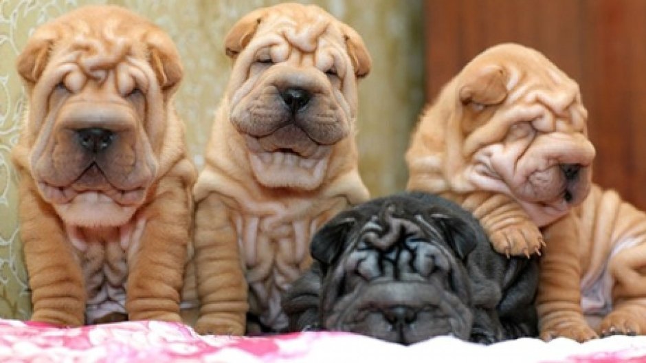 Шарпей Европейский