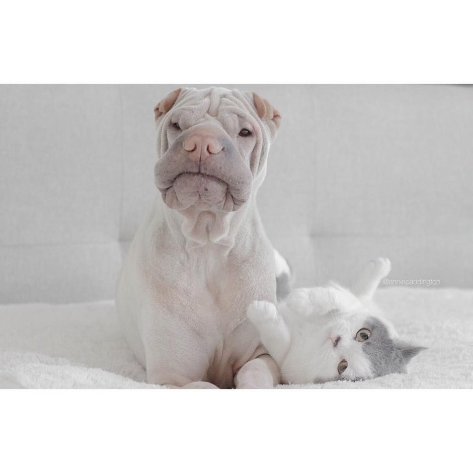 Французский шарпей