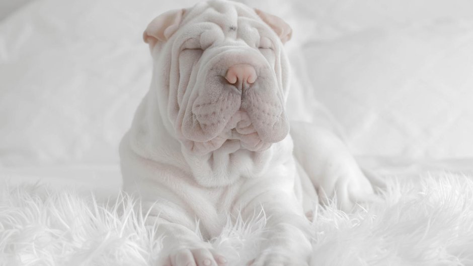 Животные со складками