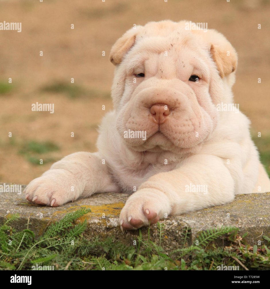 Шарпей альбинос