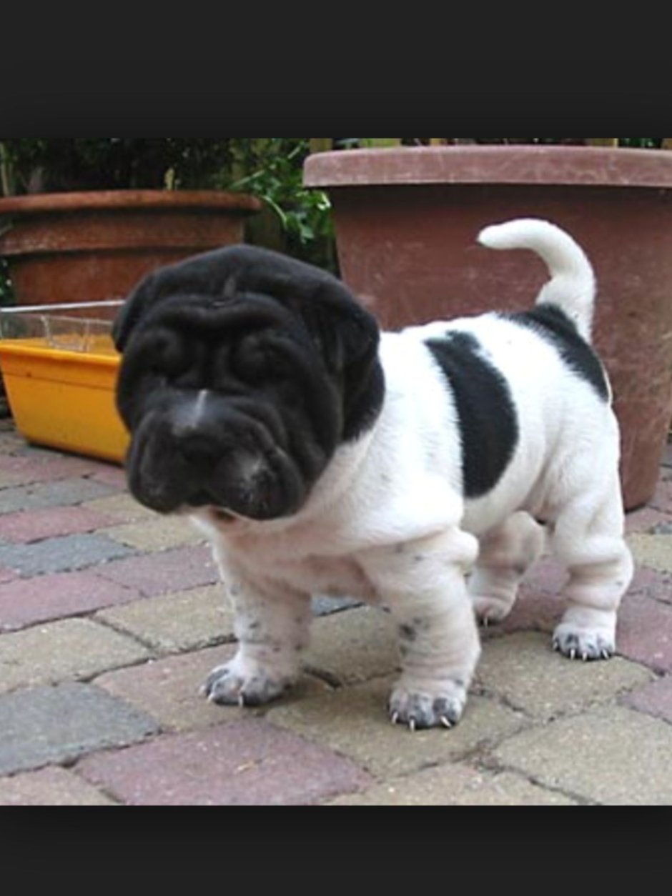 Шарпей китайский голубой