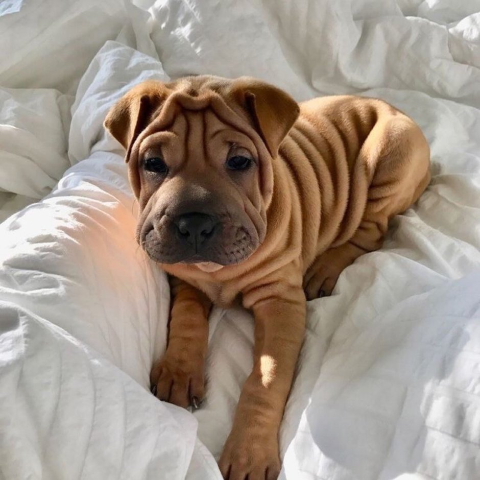 Шарпей Святой