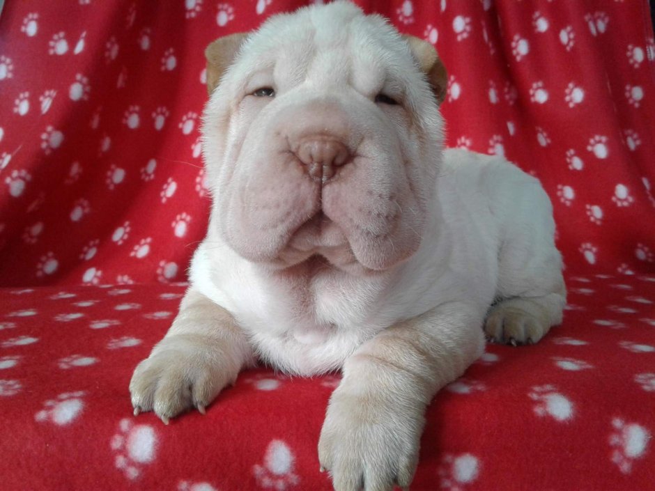 Тибетский шарпей