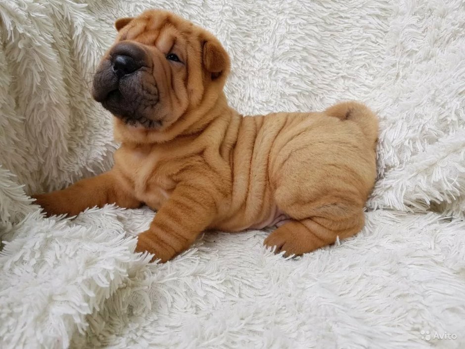 Порода собак шарпей