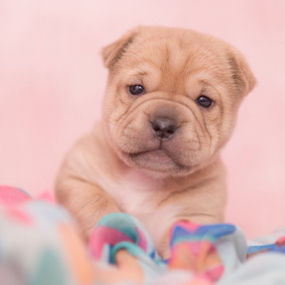 Шарпей серый