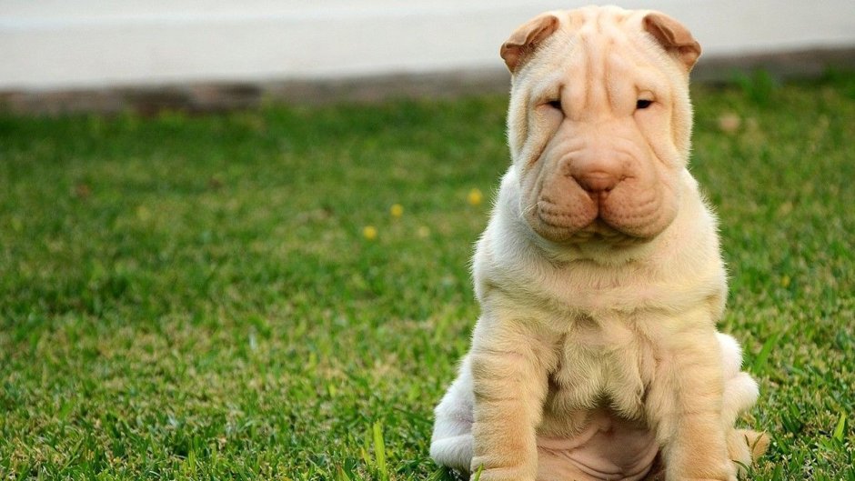 Толстый щенок