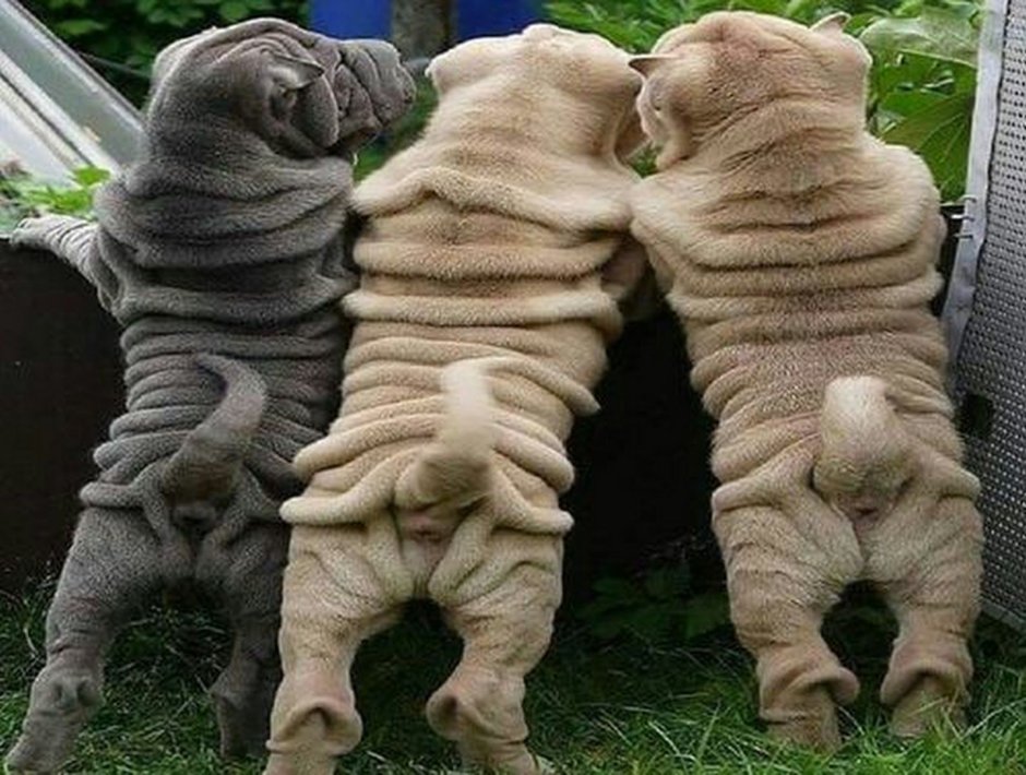 Шарпей собака белый