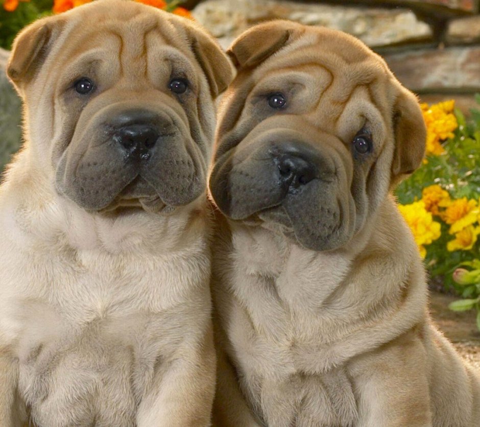 Собака с большими щеками