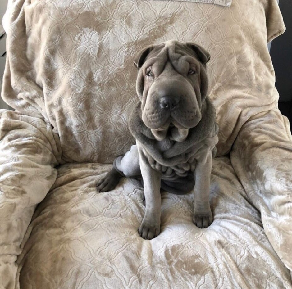 Спит шарпей шарпей