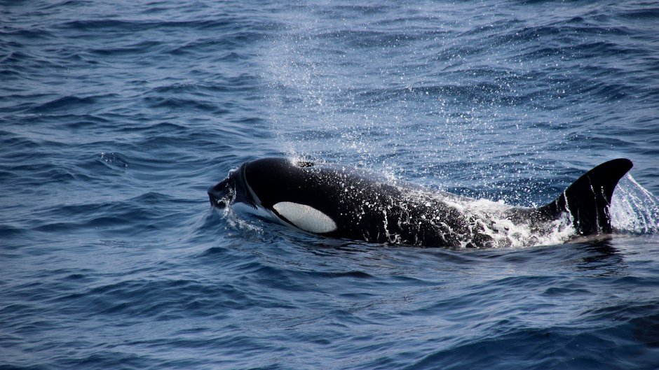 Orca Касатка