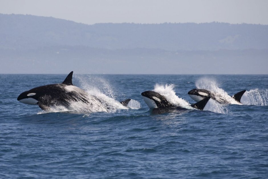 Косатка - Orcinus Orca (Дальневосточная Плотоядная популяция)