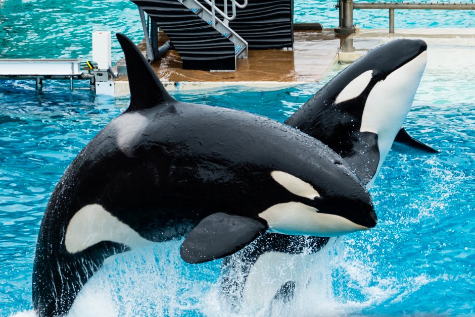 Orlando Orcas