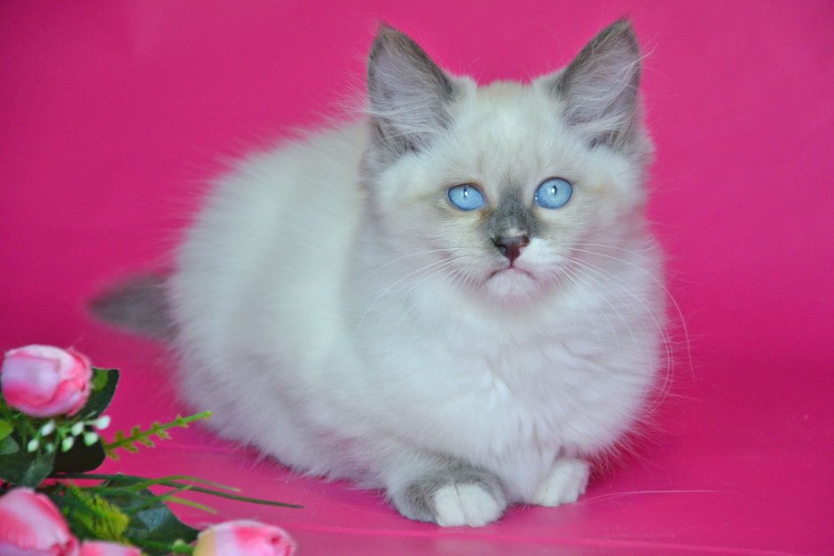 Невская маскарадная кошка короткошерстная