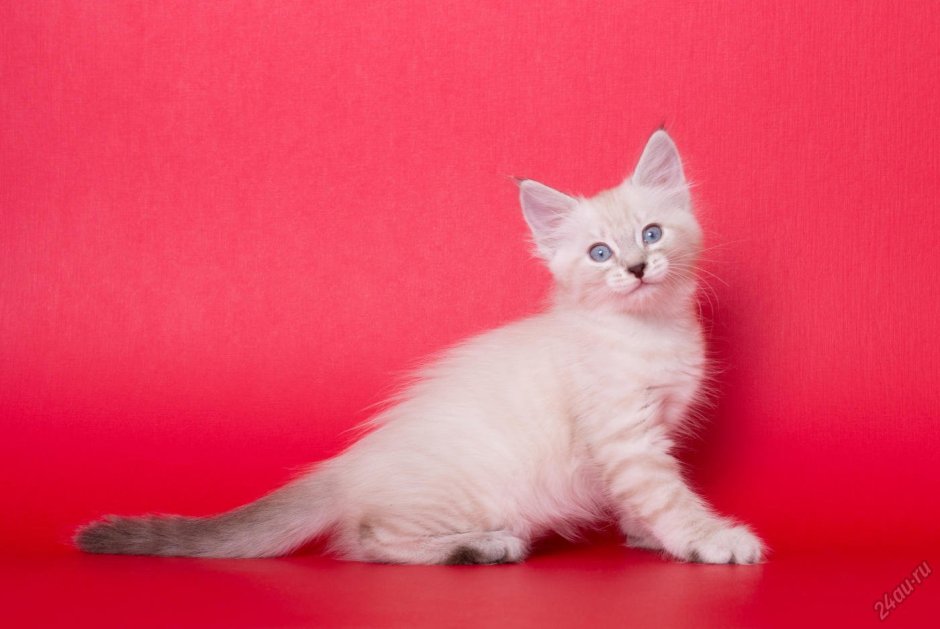 Невская маскарадная кошка короткошерстная