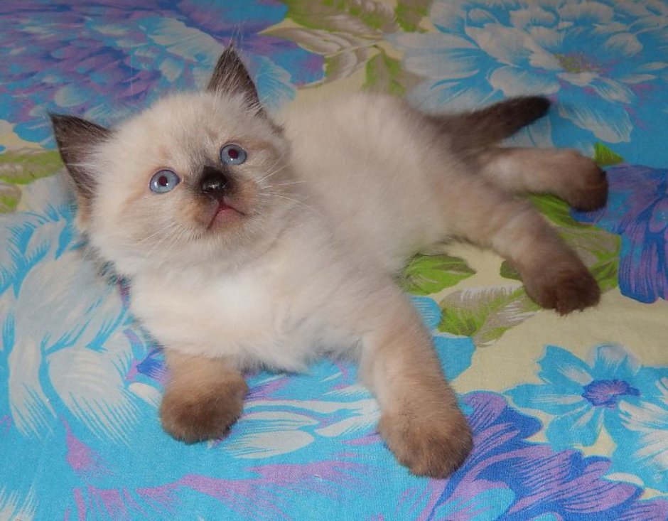 Невская маскарадная кошка короткошерстная