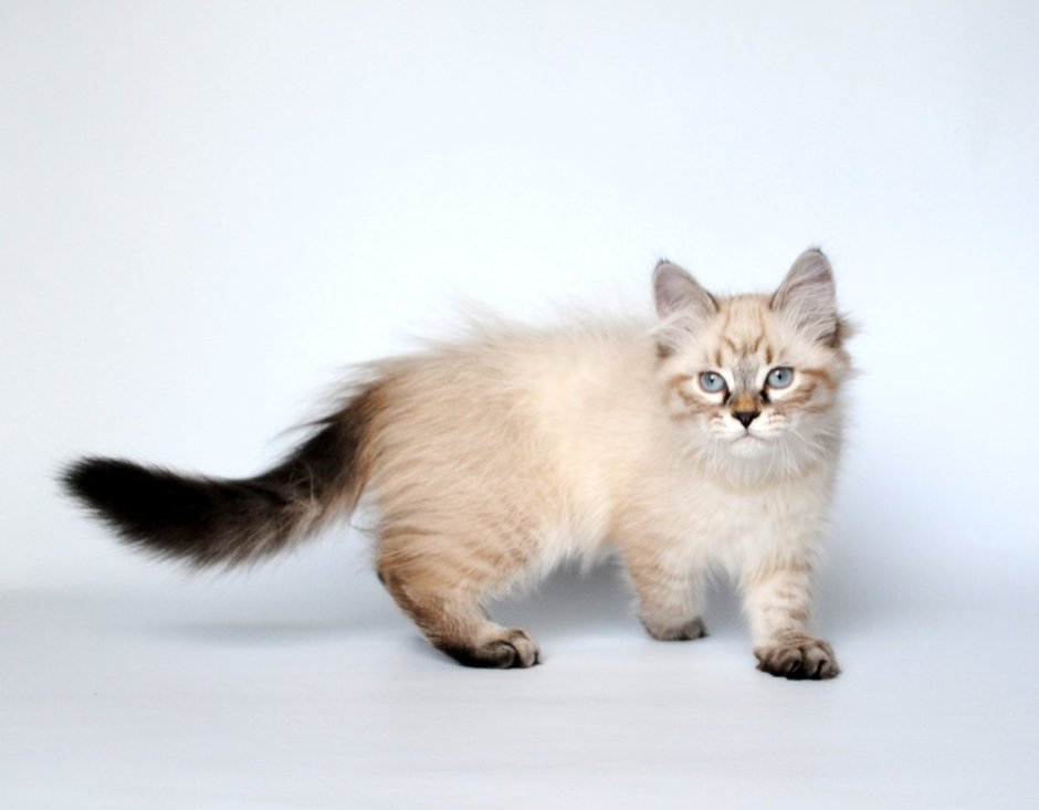 Невская маскарадная кошка короткошерстная