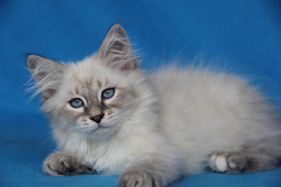 Невская маскарадная котята белые