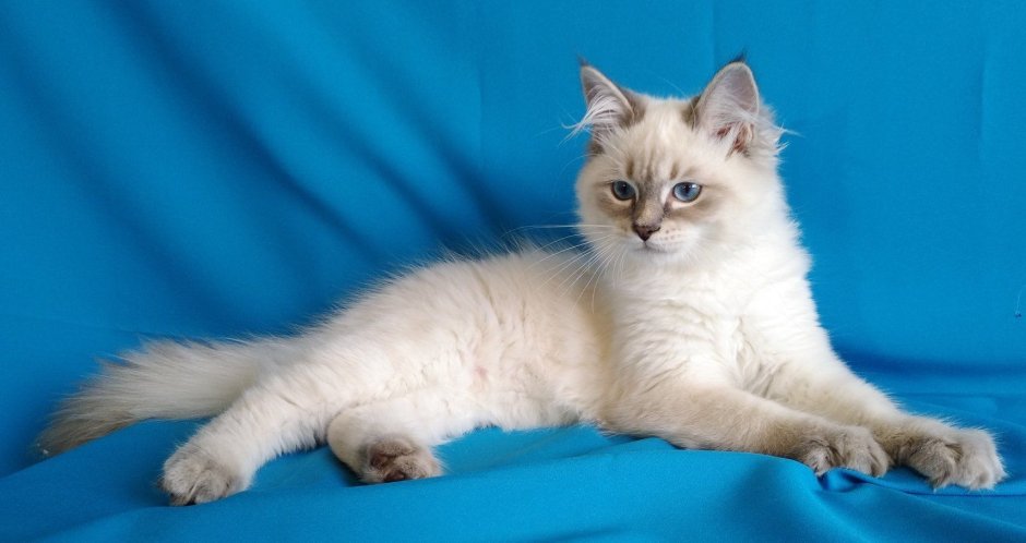 Котята породы Невская маскарадная